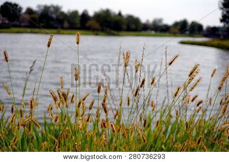 Yellow Foxtail (setaria Pumila), Also Known As Yellow Bristle-grass, Pigeon Grass, And Cattail Grass