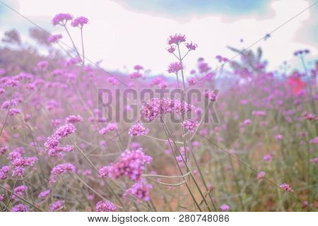 Beautiful Verbena Field In Mon Jam Mountain At Chiang Mai City Thailand