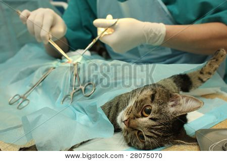 Sterilizzazione chirurgica di gatto in ospedale Borgiani