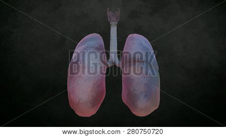 Realistic Human Lungs And Trachea. 3d Illustration.