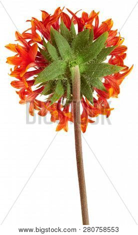 Beautiful Bright Red Flower Gaillardia Coahuilensis, Family Asteraceae
