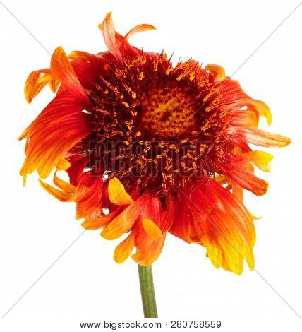 Beautiful Bright Red Flower Gaillardia Coahuilensis, Family Asteraceae