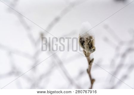 Bud Of Magnolia In Winter Scene With Snow