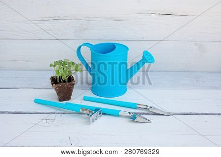 Concept Of Gardening: Green Shoots Of Seedlings In A Peat Pot, Blue Watering Can, Rake And Shovel On