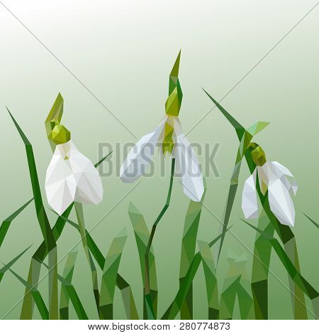 Spring Snowdrops Galanthus Nivalis In Snow In The Forest