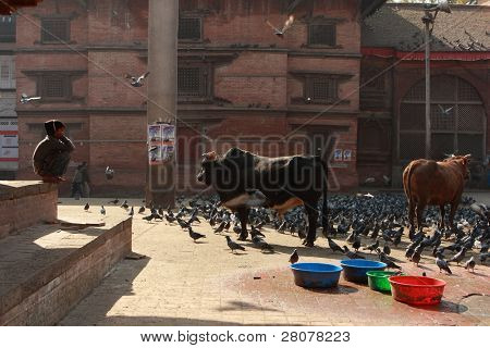KATHMANDU, Nepál - 12. prosince: Svaté krávy a holubů v Durbar Square, je to jeden ze tří royal