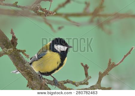 Bird Tomtit Feeding Sunflower On The Ground Snow In Winter Close Up Fodder Rack With Sunflowers Mill