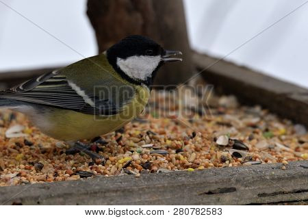 Bird Tomtit Feeding Sunflower On The Ground Snow In Winter Close Up Fodder Rack With Sunflowers Mill