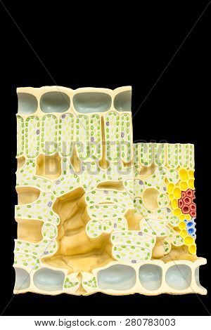 Model Leaf With Plant Cells  Chloroplasts Chlorophyll Isolated On Black Background
