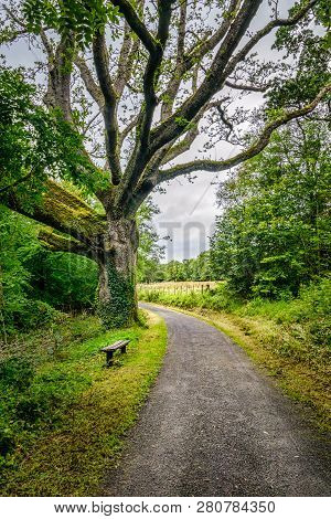 Forest Path Bench