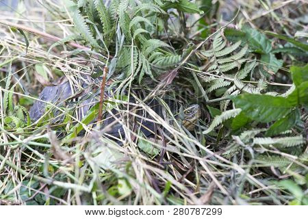 Beautiful Asian Box Turtle In Vietnam National Park