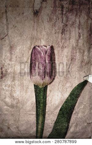 Tulip Flower On Aged Yellowed Paper With A Manuscrite Message. Stylized Antique.