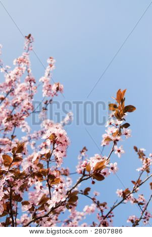 Primavera tempo bellezza