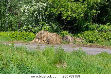 Hay Bales In A Meadow At The Edge Of The Forest