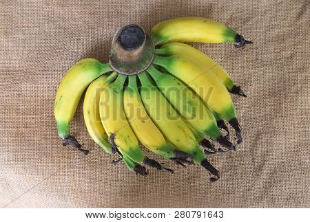 Close Up Of Lebmuernang Banana Or Slim Yellow Bunch Of Bananas (kluai Leb Mu Nang In Thai)