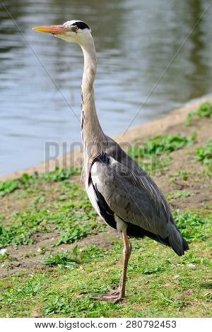 Close Up Of A Heron Standing By The Waters Edge