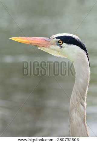 Close Up Head Shot Of A Heron