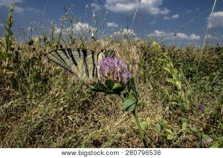 Butterfly Mahaon Flutters On The Field In Search Of Food In The Summer In Ukraine
