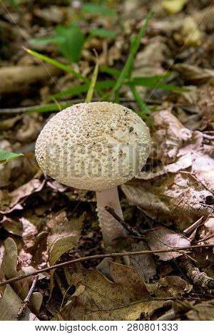 Macrolepiota Procera Or Lepiota Procera In The Forest. .