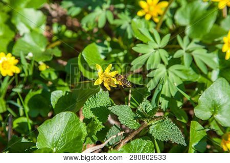 Bee Collecting Pollen From Marsh Marigold (caltha Palustris) Flower. Marsh Marigold (caltha Palustri
