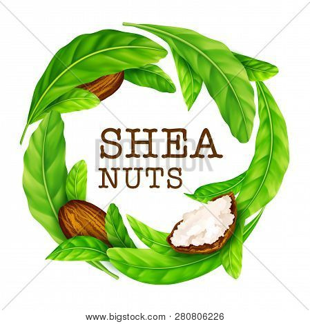 Shea Nuts With Leaves In Vector. Vector Shea Nuts With Shea Butter And Green Leaves In A Round Borde