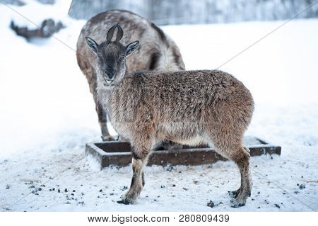 Markhor, Capra Falconeri Portrait On Natural Winter Background, Baby With Small Horns