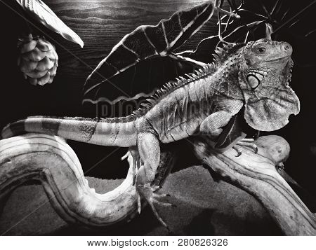 Iguana Sits On A Branch. Bw Photo