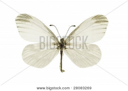 Leptidea Morsei