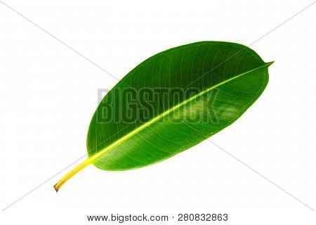 Tropical Green Leaf Isolated On White Background With Clipping Path. Decora Tree, Indian Rubber Tree