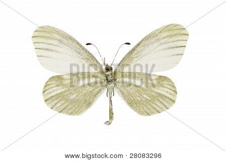 Leptidea Morsei