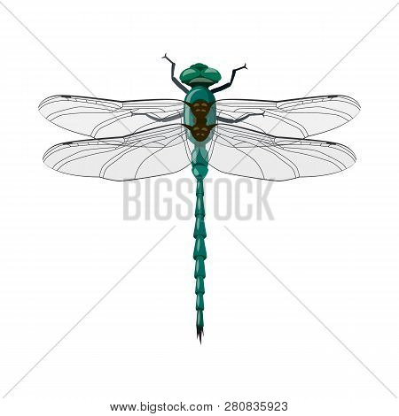 Vector Illustration Of Insect And Fly Icon. Set Of Insect And Element Stock Vector Illustration.