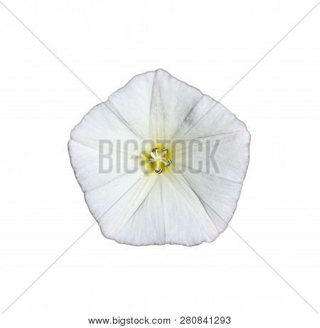 Bindweed Flower Isolated On A White Background. Top View On Field White Bindweed Flower. Field Flowe