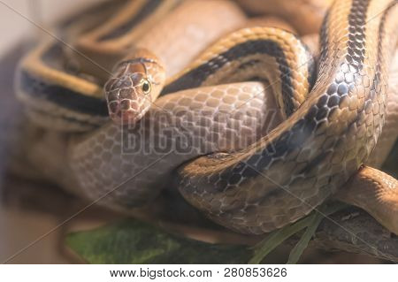 Coleognathus Radiatus Elaphe Snake
