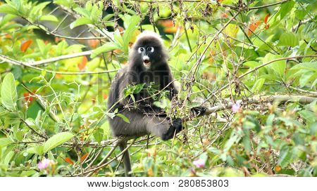 Kedah, Langkawi, Malaysia - Apr 08th, 2015: An Adult Dusky Leaf Monkey Or Langur Is Sitting Among Le