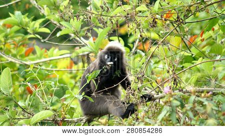 Kedah, Langkawi, Malaysia - Apr 08th, 2015: An Adult Dusky Leaf Monkey Or Langur Is Sitting Among Le