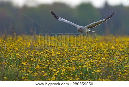 Adult Male Hen Harrier Flying Toward Through The Blossoming Field Of Blowballs