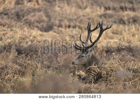 Stunning Red Deer Stag Cervus Elaphus With Majestic Antelrs In Autumn Fall Froest Landscape
