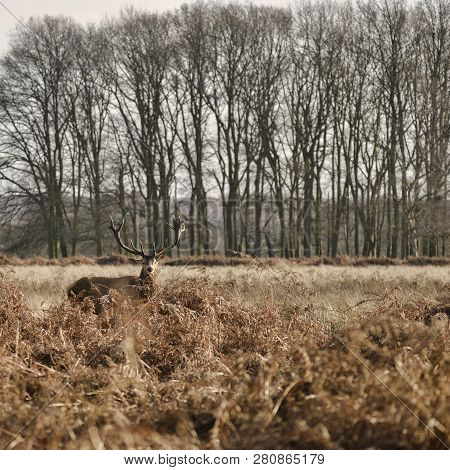 Stunning Red Deer Stag Cervus Elaphus With Majestic Antelrs In Autumn Fall Froest Landscape