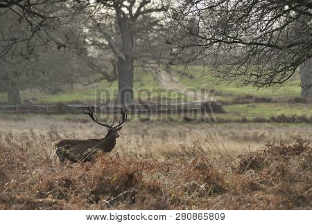 Stunning Red Deer Stag Cervus Elaphus With Majestic Antelrs In Autumn Fall Froest Landscape