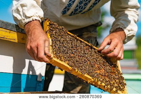 Beekeeper Man In Ukrainian Shirt Looks Over The Honeycomb With Bees Barehanded. Apiculture. Apiary C