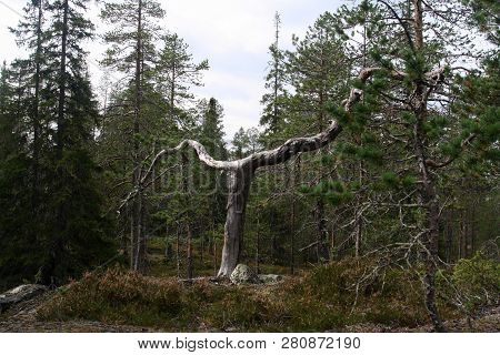 The Cross Tree. An Outstanding Tree In Its Forested Environment At Rovaniemi Finland