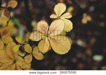 Atmospheric Autumn Image With Chestnut Tree Leaves On Dark Blurred Background. Closeup Of Single Bra