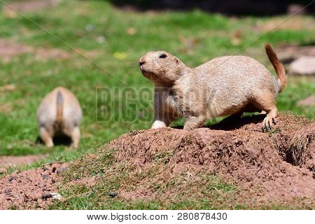 Portrait Of A Marmot Digging A Hole