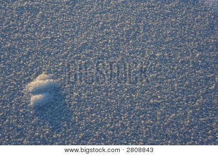 Neve sul ghiaccio