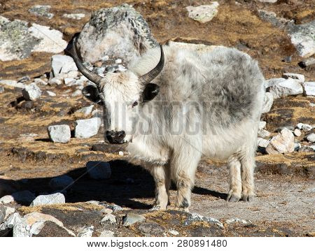 White And Grey Yak (bos Grunniens Or Bos Mutus) Nepal Himalayas, Mountains Animal