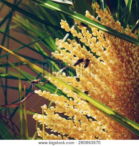 Bees Collect Extract From Spikelets Of Yellow Plants On The Background Of Green Grass
