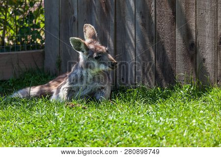 A Fluffy Wallaroo Rests In The Sunshine On The Green Grass Next To A Fence While Looking Curiously T