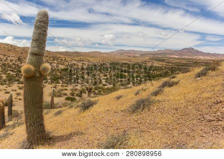 Large Cactus In Los Cardones National Park In Argentina