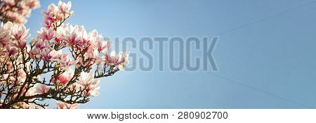 Beautiful Magnolia Blossums Panorma In Springtime On Blue Sky