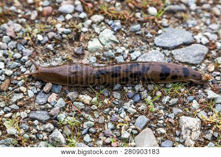A Spotted Leopard Slug Slithering Along The Ground On A Wet Spring Day.